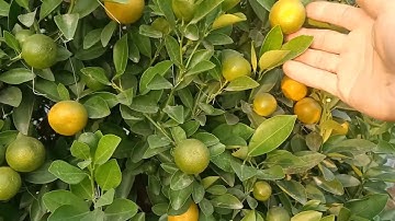 Quất tết 2026,bán vườn quất tháp,quất nùm,các bạn liên hệ sđt trong video.