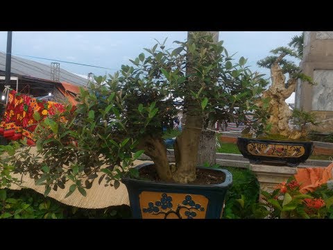Video SIM TÍM BONSAI KHỦNG TẠI CHỢ MỸ ĐÌNH - UPDATE NHỮNG... - youtube