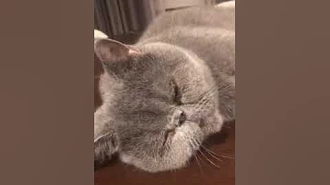 Video 11901991: exotic persian cat, persian cat fat, lazy persian cat, persiancat cutecat, cute persian cat