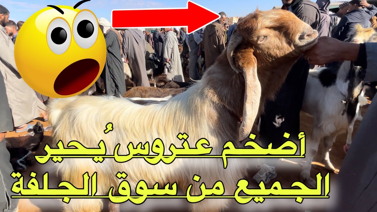 العتروس الضخم  يُحير الجميع من سوق الجلفة و الماعز الحلوب البلدي يصنع الحدث من حاسي بحبح