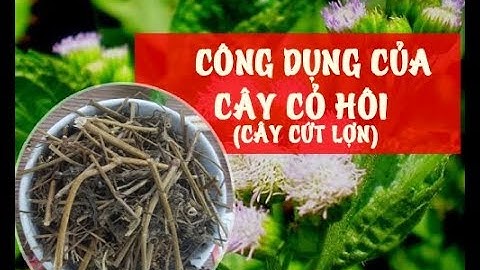 Cây Cỏ Hôi (Cây cứt lợn) | Công dụng của cây cỏ hôi (cây cứt lợn)