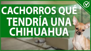 Cuántos Cachorros Tendrá mi Perra Chihuahua | Guía de Cuidados para el Embarazo