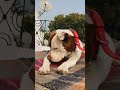 Zara doglover pitbull amstaff ambully pitbulldogmeerut pakbully   tomarsonvlogs