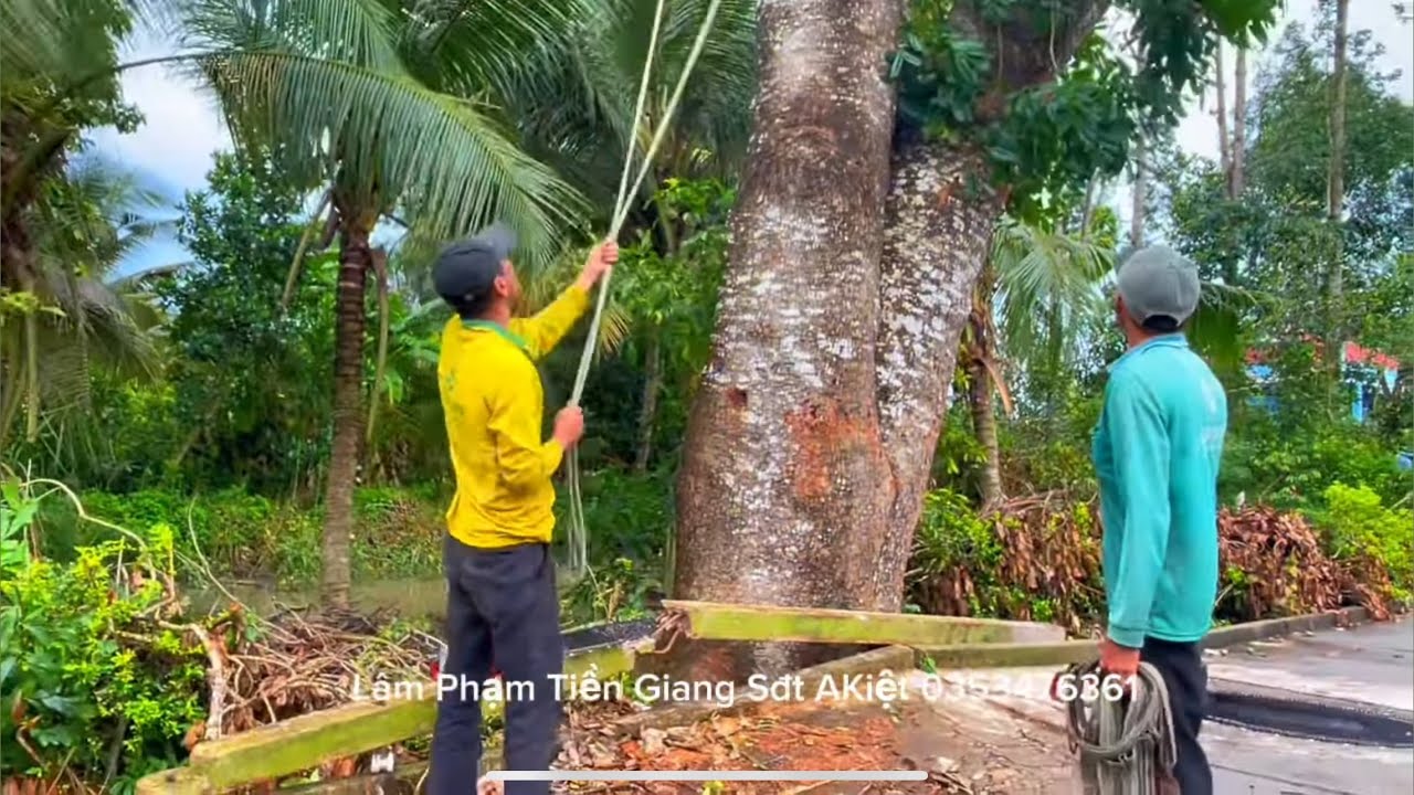 Nhóm A Kiệt leo Cưa những cây xà cừ khủng trước quy Ban Xã
