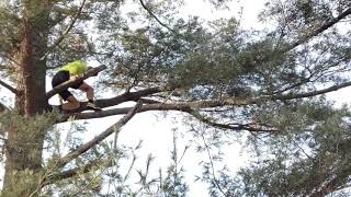 Tennis Racket Thrown in the Tree and Rescued by one of our Players 😀🎾 12/22/19