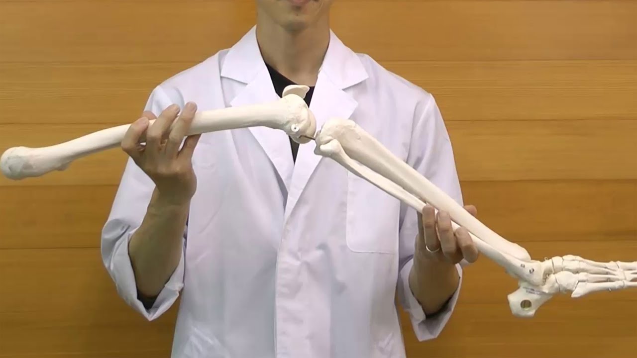 人体模型 下肢骨 | 人体百科