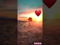 A beautiful sunset and a solitary rose.🌹♥️#rose #naturebeauty #flower #aftereffects @Manishhz2n