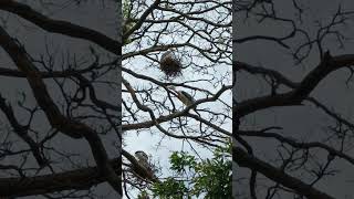 marabou stork birds sounds fly nest in natures urban wildlife|car motorbike engine hoot soundsviral