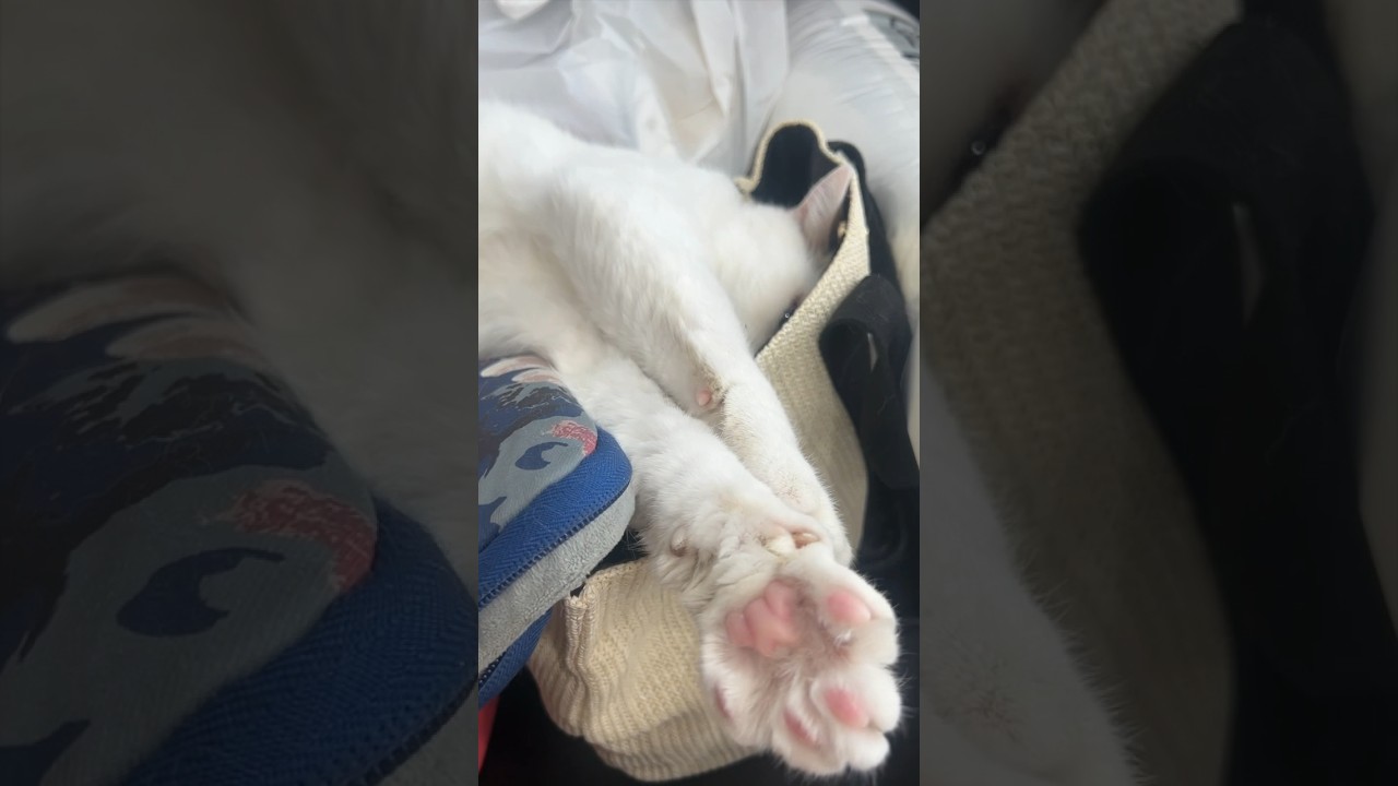 カバンが好きな猫#shorts