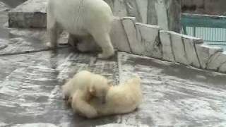 双子のホッキョクグマ 今日のガチンコ勝負~Polar Bears