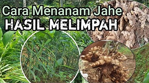 Cara Menanam Jahe Agar Hasil Maksimal #jahe #jahemerah #petanijahe