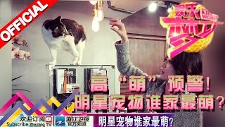 娱乐梦工厂 Dream Works 20160320期 高“萌”预警!明星宠物谁家最萌?【浙江卫视官方超清1080P】