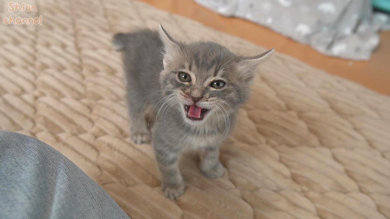 【生後43日】ご飯じゃなくてミルクがいい！と猛抗議する子猫
