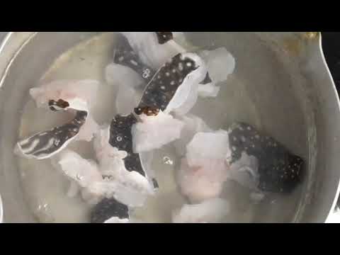 トラウツボ料理 ボイル編 そのまま湯通して ポン酢で食べてみましたが 脂が乗りが少なく 美味しいとはいいがたい魚 滅多に食べる機会がない魚なので 良い記念になりました 笑 Youtube