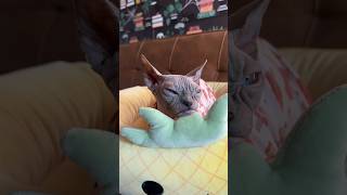 Cozy Fall Sphynx Clothes