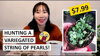 I Got a Variegated String of Pearls Locally for $8! Tips on How to Keep String of Everything Alive!