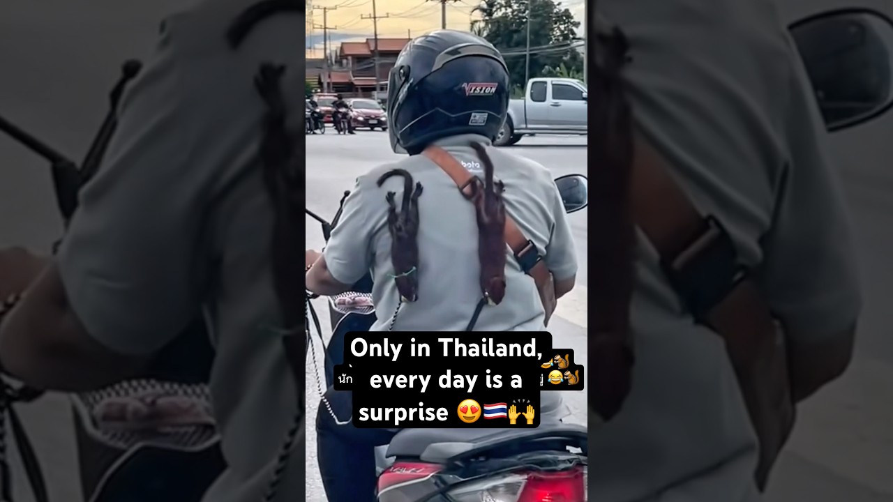 Only in Thailand, every day is a surprise 😍🇹🇭🙌 