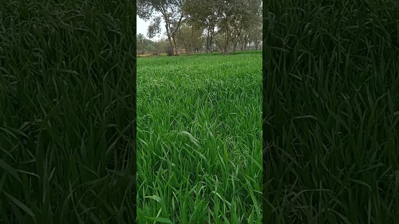 Wheat Farm view after rain
