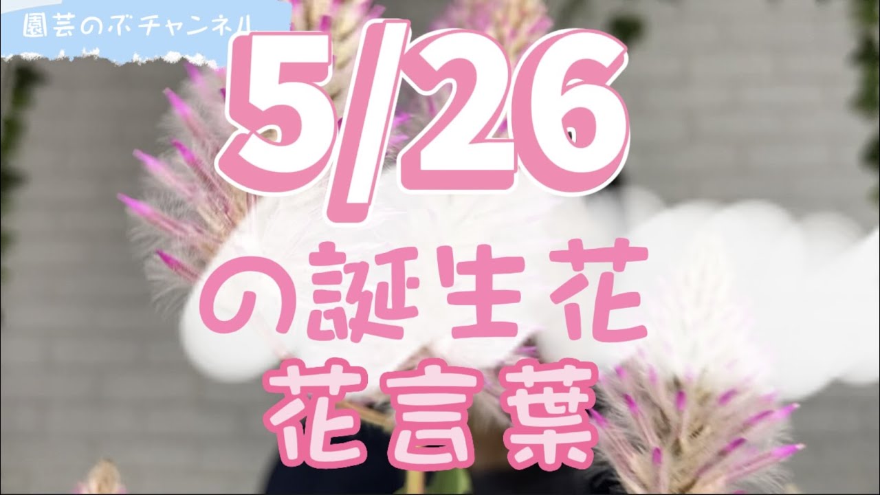 5 26の誕生花と花言葉 園芸のぶチャンネル ５月 ２６日 ガーデニング 雑学 トリビア プチロータス Youtube