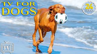 Dog TV 24/7: Calming Music for Dogs Home Alone | Anxiety Relief Dogs &amp; Fun Videos for Dogs All Day