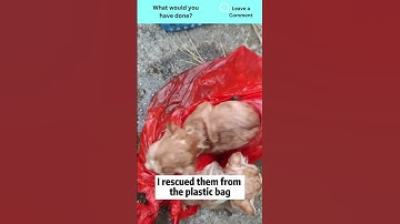 Hero Saves Kittens from Drowning in Lake #shorts #kitten #kindness