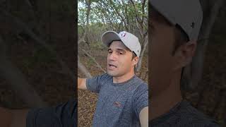 Azulão campeada / azulão cantando
