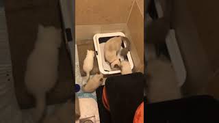 Кошачий домик, домик для котят, кошка и котята, уход за котятами, Cats house, kitten, pets Кошачий домик, домик для котят, кошка и котята, уход за котятами, Cats house, kitten, pets