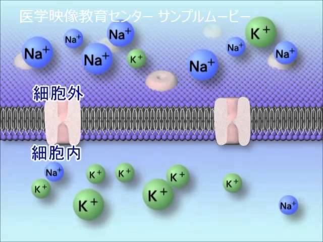 目で見る医学の基礎 vol.3 循環器系 目で見る医学の基礎 第2版 [Vol.03] 循環器系 – 医学映像教育