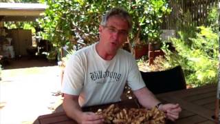 Turmeric Harvest