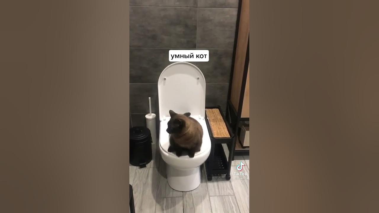 Обзор на умную кота колонку. Книги про кошек. Кот ученый с книжкой. Умный кот. Кот учеба.