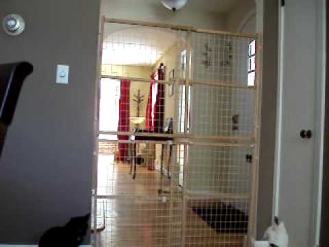 3-legged-cat-leaps-over-giant-gate.