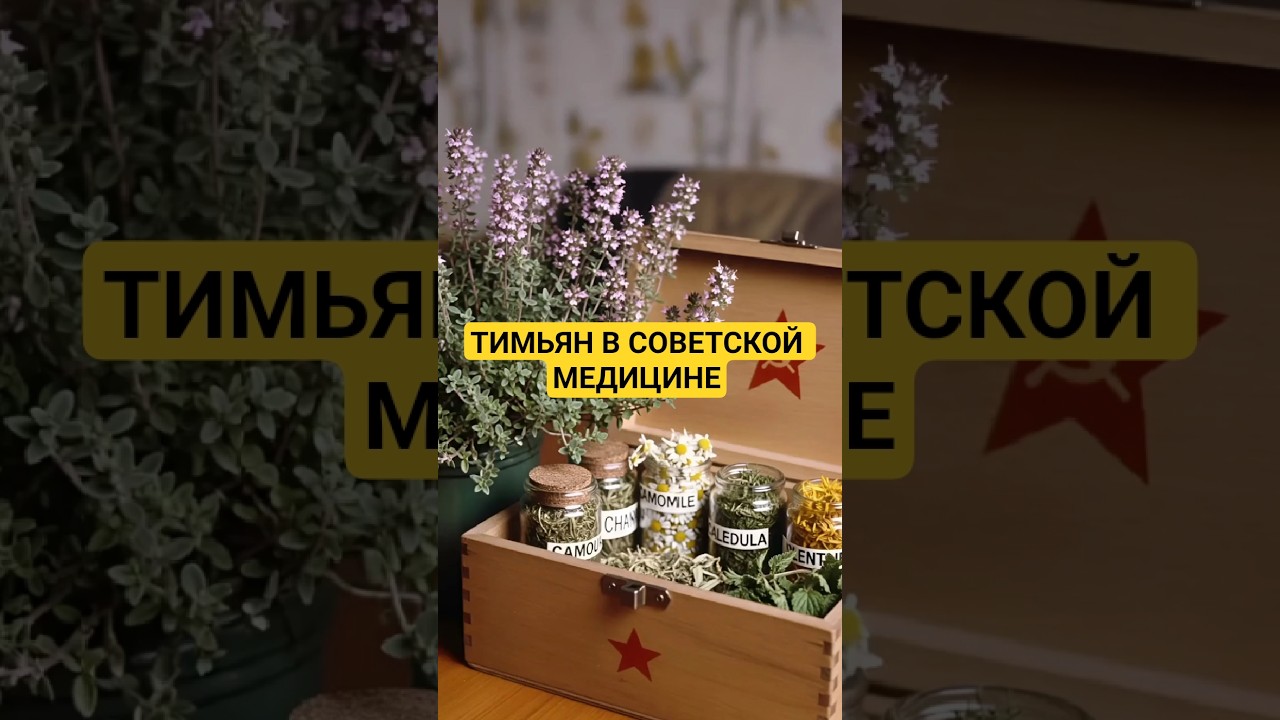 Тимьян в советской медицине 