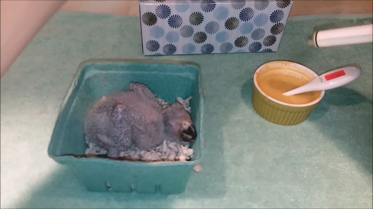 african-grey-hatch-oct 18 2021