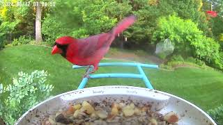 Morning Bird Feeder Camera — May 12, 2024