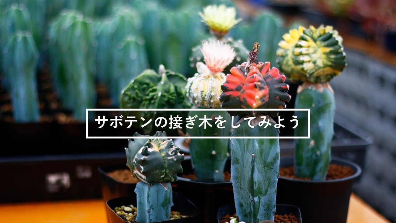 サボテン　接ぎ hq720.jpg?sqp=-