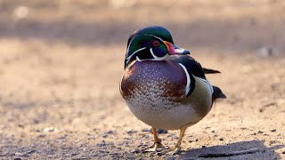 Learn about B C s beautiful and diverse duck population Fancy Ducks
