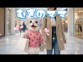 【社畜ねこのむぎ】ママと一緒にお出かけを楽しんだむぎの1日に密着🐱🛍️