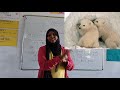 Behavioral Adaptations in Animals: Hibernation and Migration Explained