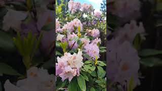 “Spring Rose Garden Tour 🌸 | Most Beautiful Flowers 4K”#flowers #spring #nature