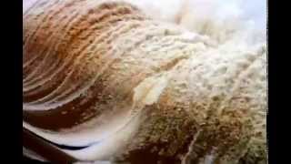 Flood in jharkhand and massanjore dam releases all water