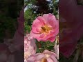 ぶるん♪ぶるん♪ぶるん♪はらちりがらとろぶん♪