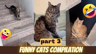 Funny and Cute cats  funny cats compilation