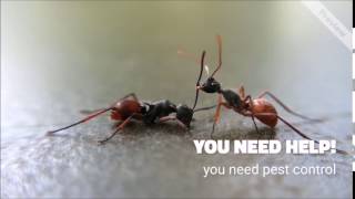 Pest Control Owasso, OK 918-373-0675