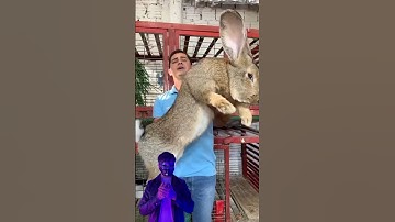 Chú thỏ này to lớn hơn bạn nghĩ 🐰😨 #Dukie #matnahuyenbi #Chuyenma #kinhdi #shorts