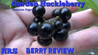 Garden Huckleberry | Solanum nigrum | berry review