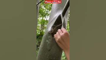 huge spider web on tree trunk  #shorts #amazing