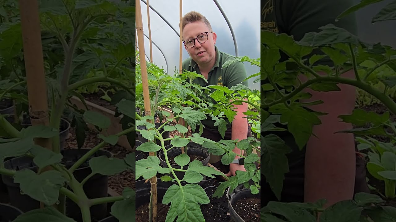British Tomato Fortnight In Shropshire Tomatoes Fruit Gardens