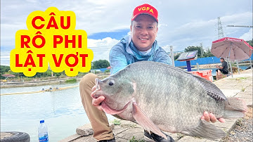 Câu RÔ PHI LẬT VỢT - Cá Rô Phi Khủng Quấn Đàn