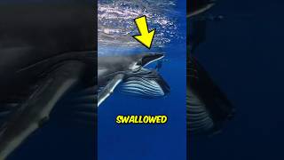 He Was Swallowed ALIVE By A Whale! 😱🐋 #survivalstory #truestory #humpbackwhale