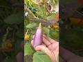 Organic vegetables grown at terrace🏡🫶🏻🍆 #stressrelief #garden #relaxing #gardening
